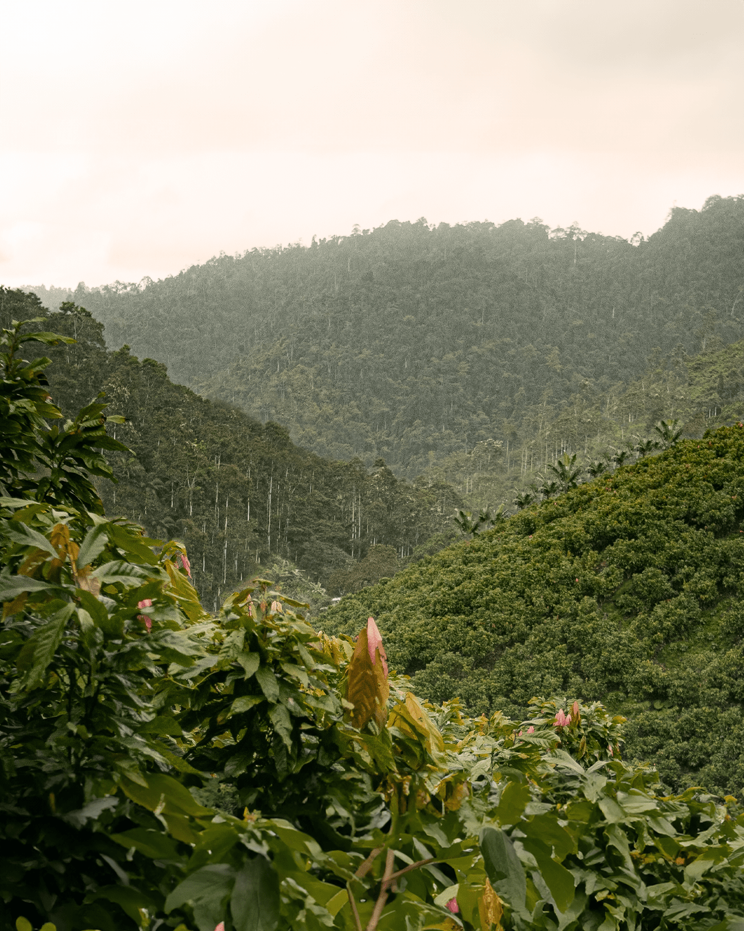 Grand Cru Bar | Mache Chindul Rainforest, Ecuador | 70% Dark | 72 grams